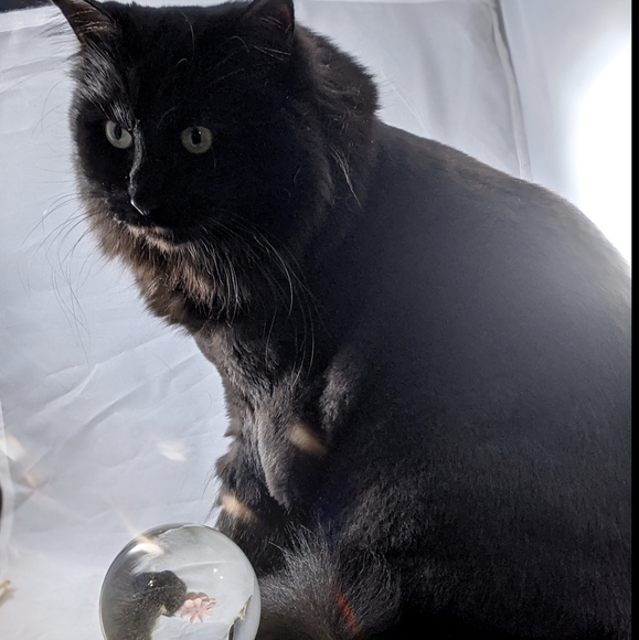 Meet your Posher, Jillian - Picture 2 of 4